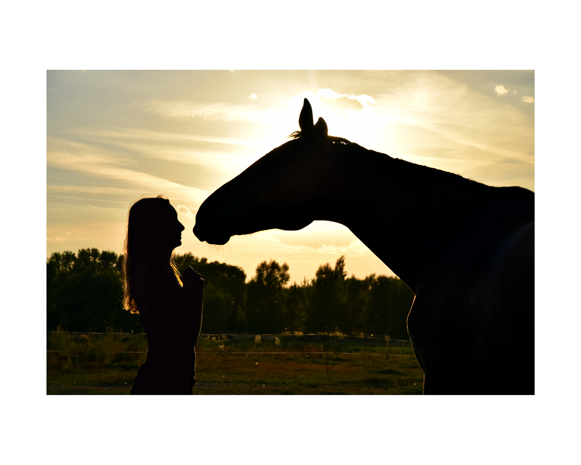 Image of person kissing their horse. Get started online or in person with a self esteem therapist in Virginia to begin therapy for self esteem.  