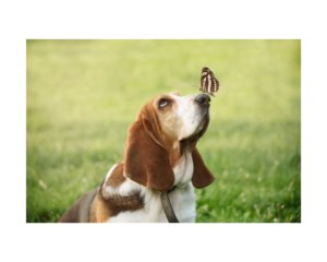 An image of a cute dog with a butterfly on it's nose, representing the hope for change and happiness through anxiety treatment in Richmond, VA through online therapy and counseling. | 23222 |