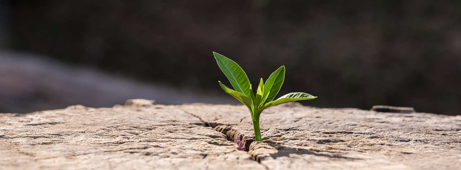 Image of a plant sprouting. this image could depict growth in your life. Get started with therapy for life transitions with a life transitions therapist in Virginia today. 22974 | 22902 | 22947