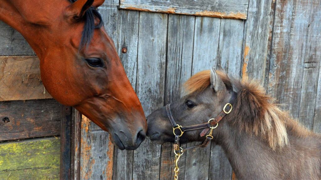 Adult horse nose to nose with a colt. Equine assisted therapy can help as a form of anxiety treatment in Powhatan, VA here.