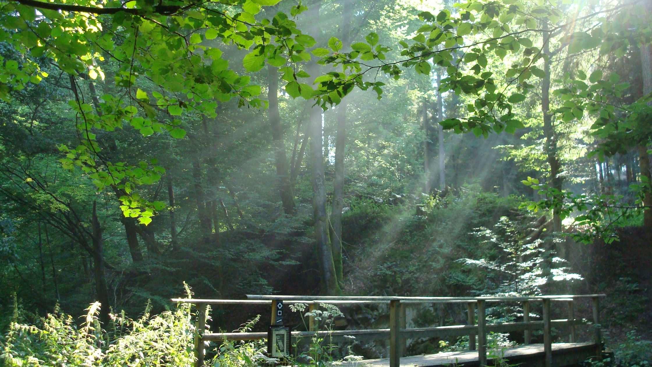 Path to a pasture with a bridge. Contact an online therapist in Virginia for help with anxiety, depression, trauma, sports, equine therapy and more.