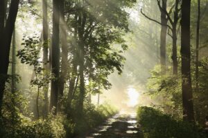 Tree covered path through the forest. Don't get lost with a skewed perspective from past trauma. Online therapy in Virginia can help.