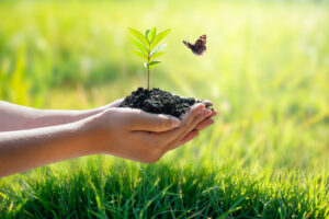 Hands cradling a tiny seedling with a butterfly flying around it. Even the tiniest change in perspective can improve your life. Online therapists in Virginia are here to help with that change.