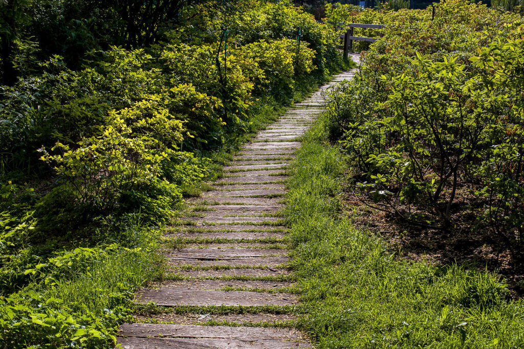 path into the woods made of old planks. Anxiety therapy in Virginia can help you learn techniques to calm anxiety.