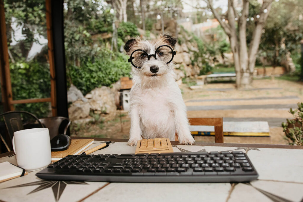 Jack Russell terrier working happily on the compuiter. There are many good things about online therapy in virginia such as accessibility and convenience. Learn more here.