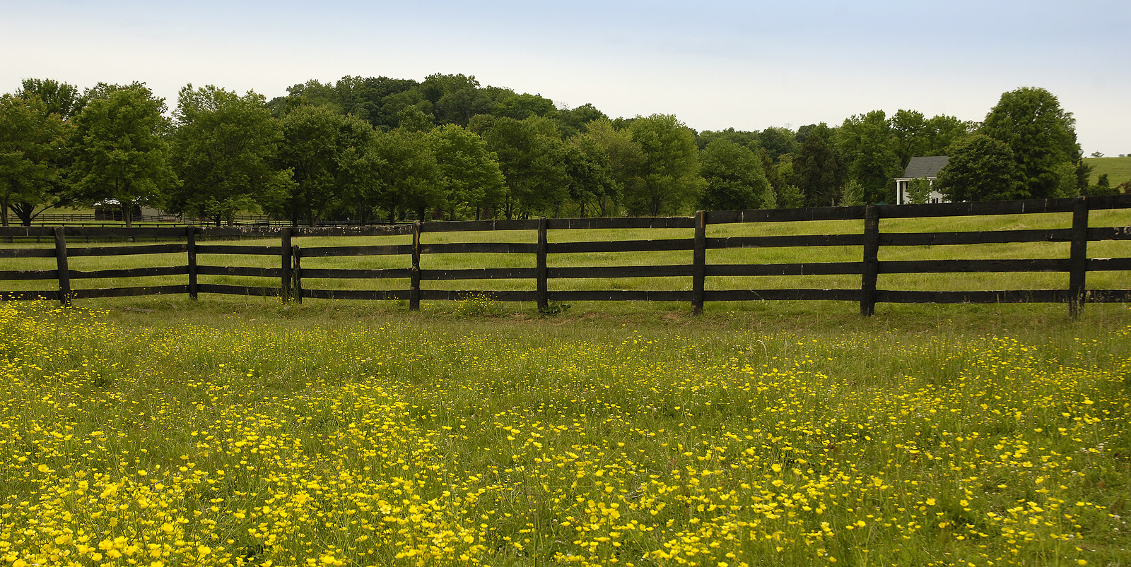 Beautiful field with yellow flowers and a rustic fence. Are you struggling to get past trauma and traditional therapy is not working? EMDR intensives in Virginia can help break through that wall.