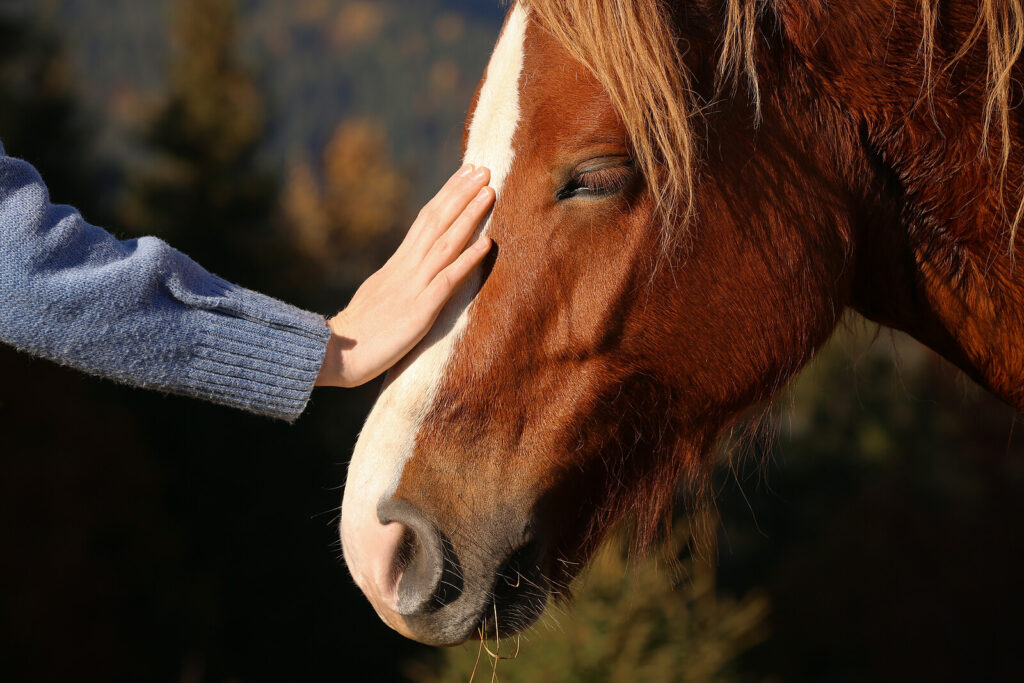 Close up of a horses head being petted by an individual. If you are feeling disconnected and isolated equine therapy in Virginia can help restore that personal connection through the power of the animal and human connection.