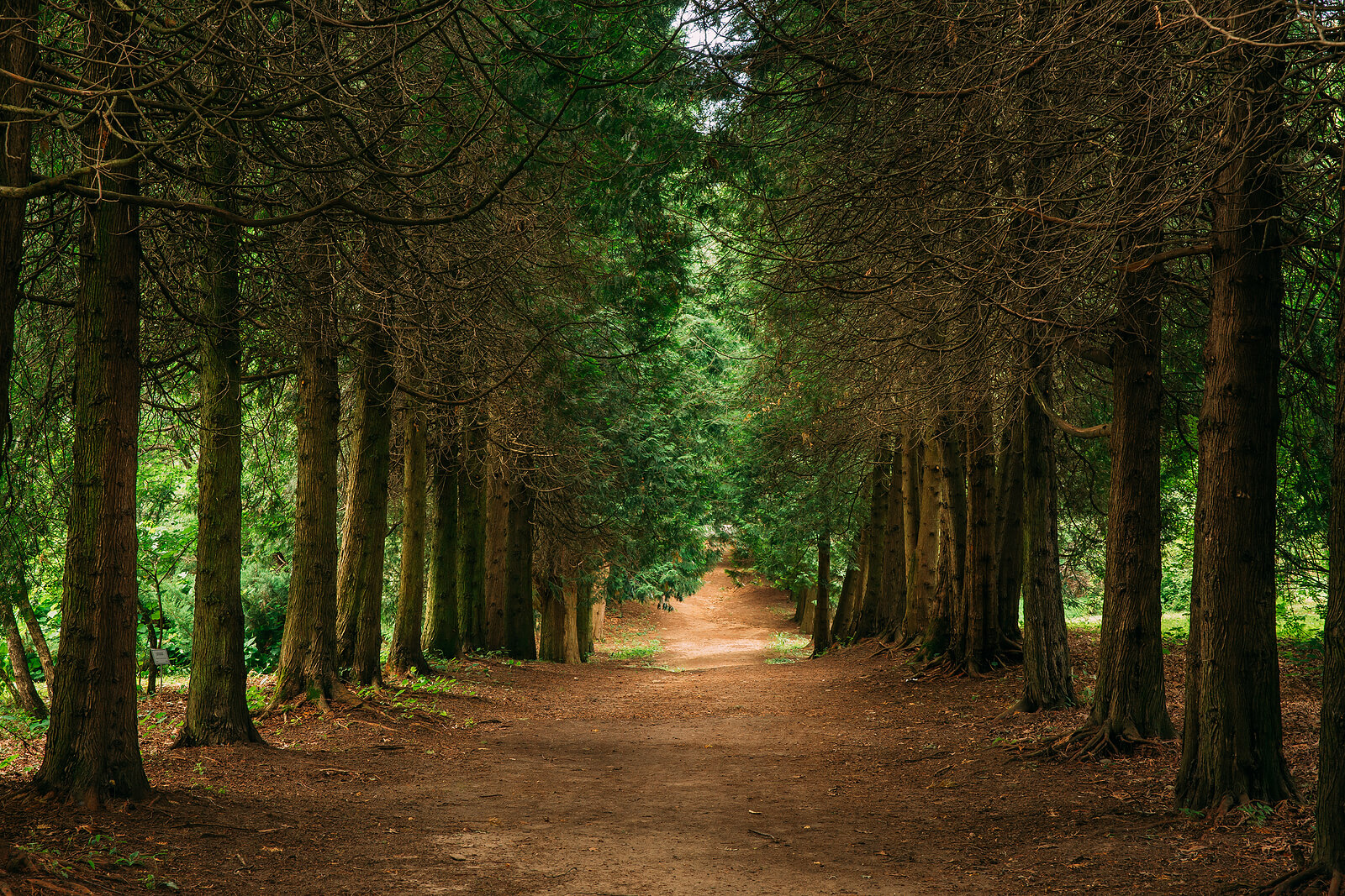 Road lined with trees in a peaceful forest setting. Are you struggling to find peace in this post-pandemic world? Are yu struggling with Depression and Anxiety? Therapy for depression and anxiety in Virginia can help restore your sense of wellbeing.