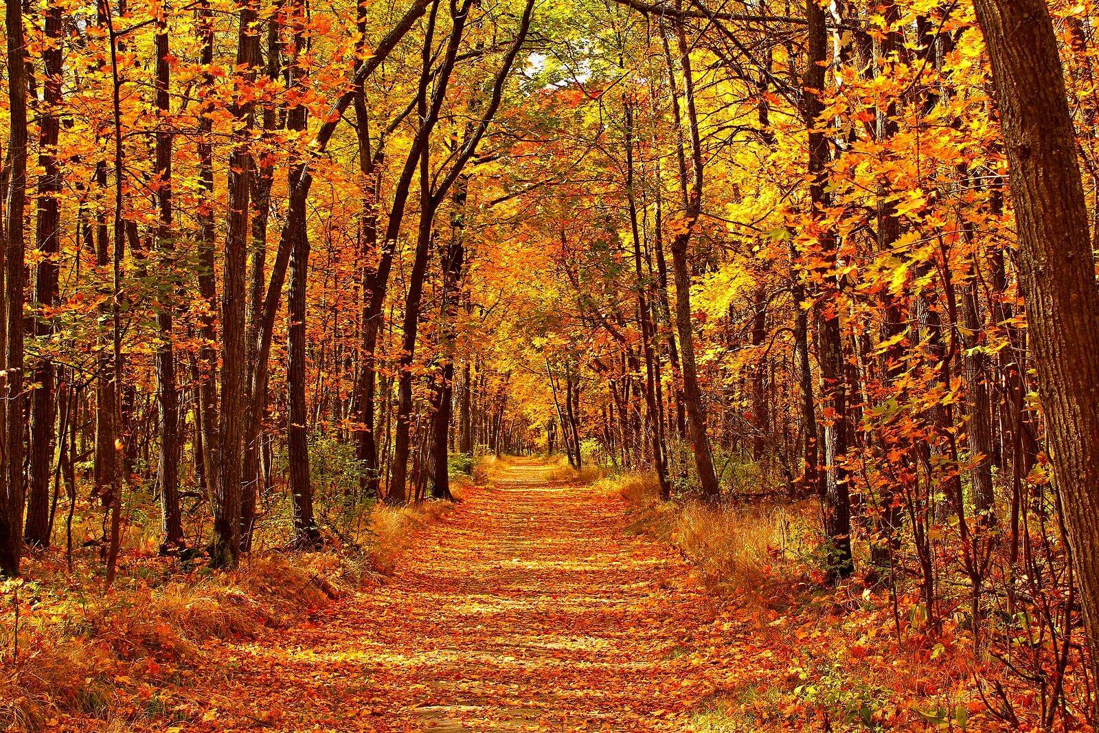 Tree lined road with falling leaves in autumn. Life changes much like the seasons. If you are faced with a daunting change in your life situation and unsure of how to move forward, life transitions therapy in Virginia can help. Learn more here.