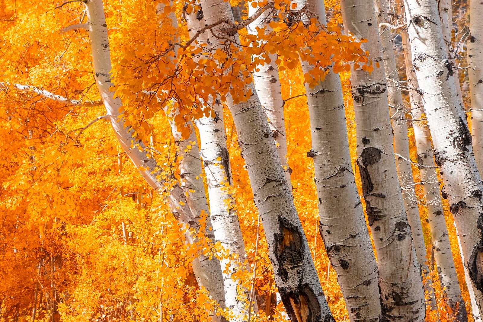 Birch trees in the fall representing the changing seasons of our lives. If you are in a season of change in your life and unsure of how to move forward, life transitions therapy in Virginia can help you navigate the changes. Learn more here.