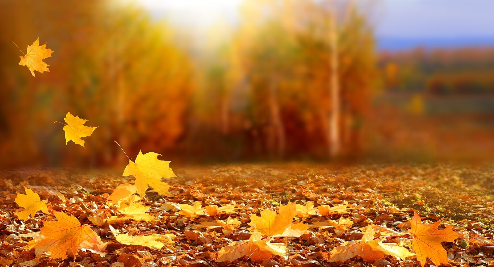 Sunlight shining through the golden leaves of a fall forest representing the ever changing cycle of life. If you are faced with a change you don't know how toadapt to, life transitions therapy in Virginia can help. Learn more here.