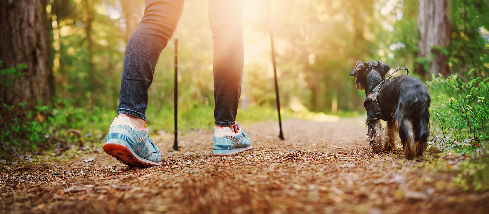 Individual walking a tree lined path with their dog representing the path to healing through EMDR Intensives in Virginia. You too can overcome past trauma, reach out to learn more.