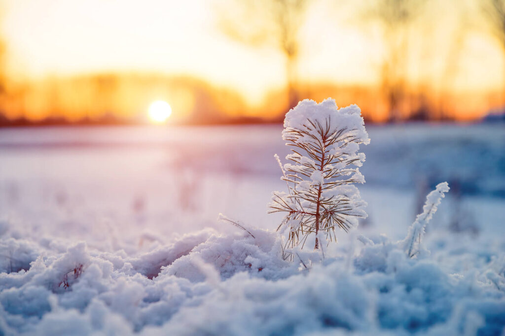 The morning sun shines on a snow covered plant for Gray Horse Counseling. Learn more about the support an anxiety therapist in Richmond, VA can offer by searching for an equine sports therapist in Richmond, VA today. They can offer therapy for anxiety and other services. 