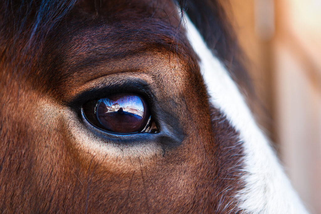 A close up of a horse’s eye. This could represent having a deeper understanding of your horse after equine therapy in Powhatan, VA. Learn more about the help an equine therapist in Virginia can offer by searching for equine sports therapy in virginia. 