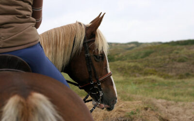The Benefits of Mindfulness for Horse Riders & Non-Riders