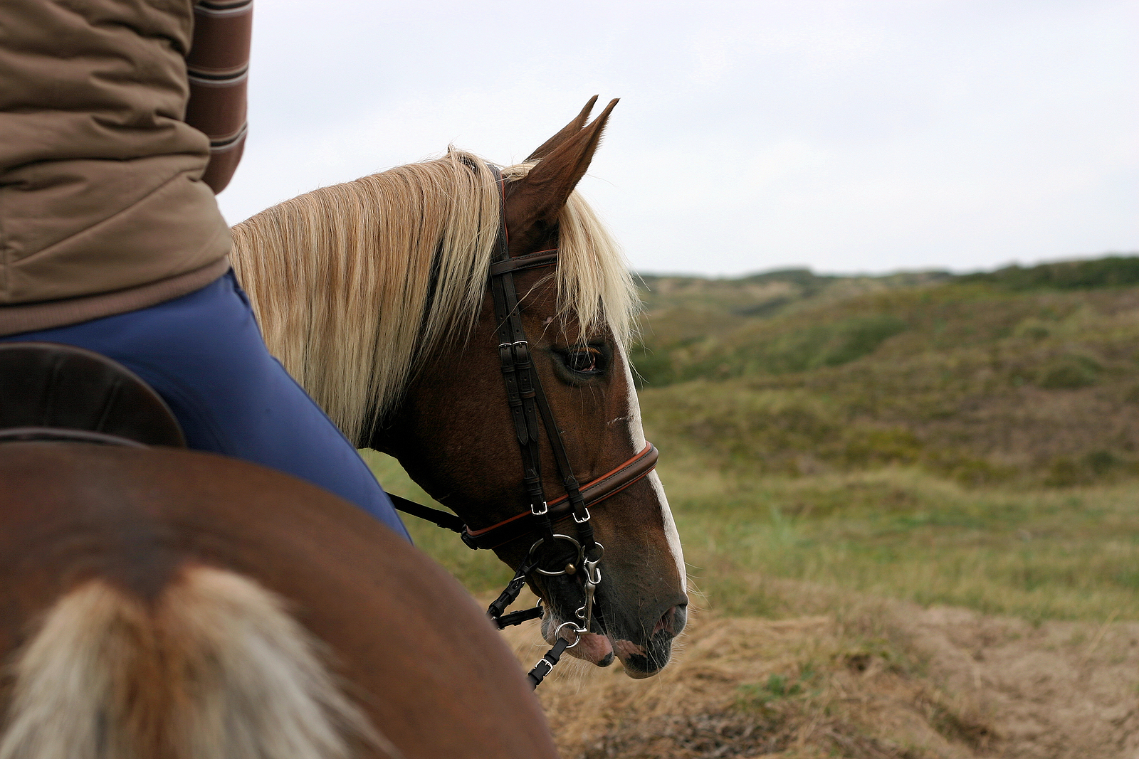 A chestnut horse with a blonde mane gazes calmly across an open landscape with a rider on its back. What mindfulness lessons can horses teach us? An equine therapist in Powhatan, VA, can help you explore that connection.