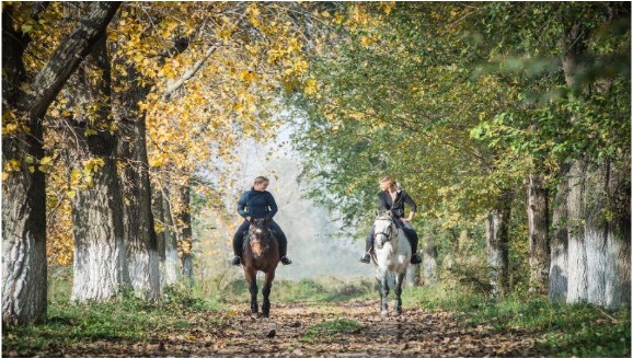 A close up of a horse rider on horseback. Learn how an equine sports therapist in Richmond, VA can offer support by searching for equine sports therapy in Richmond, VA. Finding the right equine therapist in Virginia can help you today. 