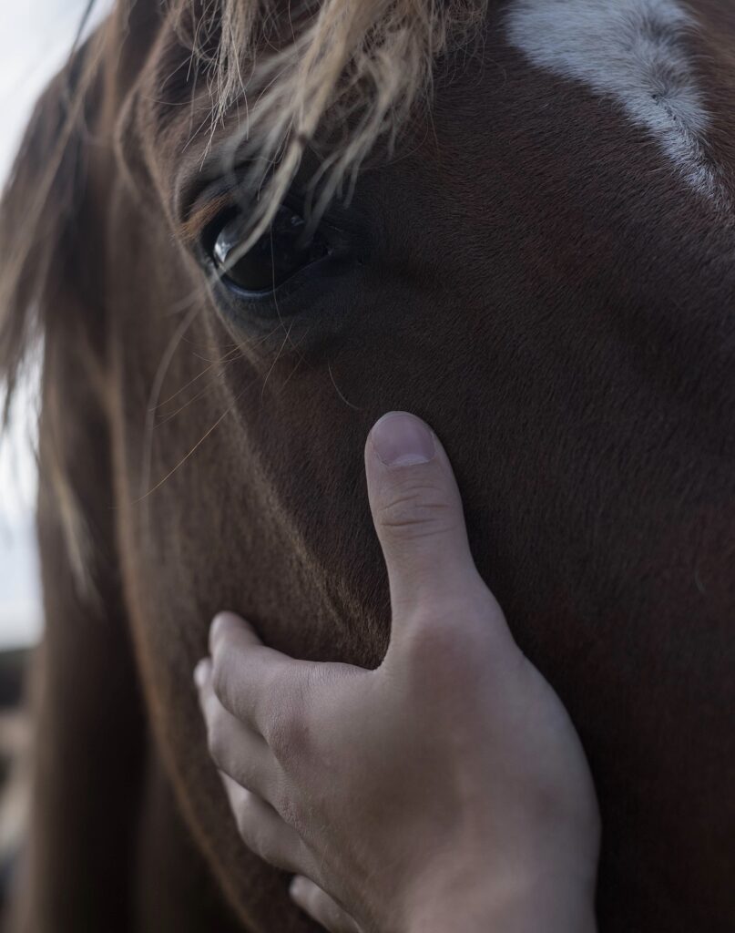 A close up of a person touching their horse. This could represent mindfulness and the benefits for equestrians. Learn more from an equine sports therapist in Richmond, VA and search for an equine therapist in Virginia or search for therapy with horses in Powhatan, VA 