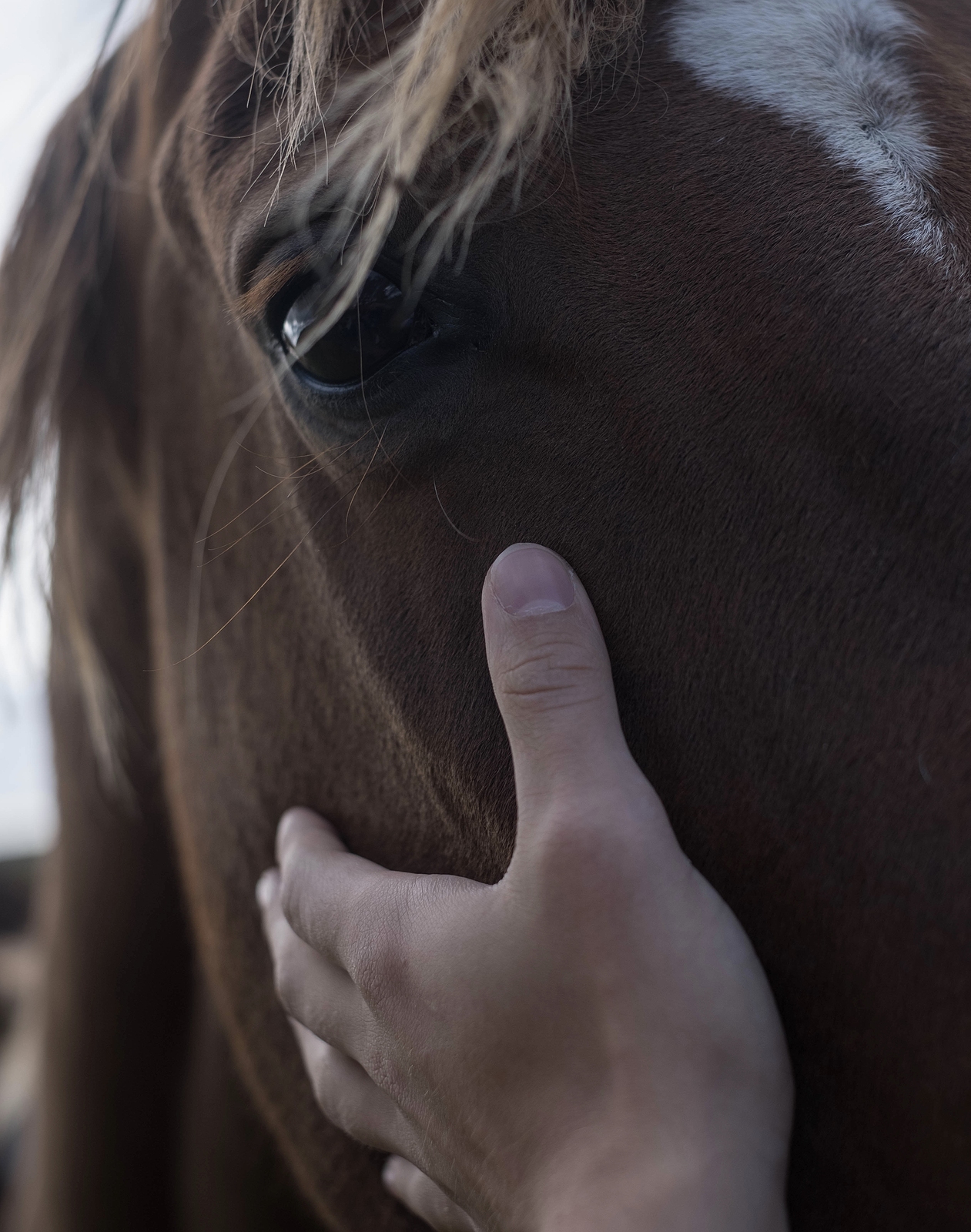 A hand gently touches a brown horse's face in a quiet moment of trust. How do horses respond to mindfulness and calm presence? Equine-assisted therapy in Powhatan, VA, helps you discover that powerful bond.