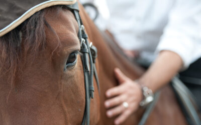 An Equine Sports Therapist Shares How to Build Riding Trust and Safety After Trauma