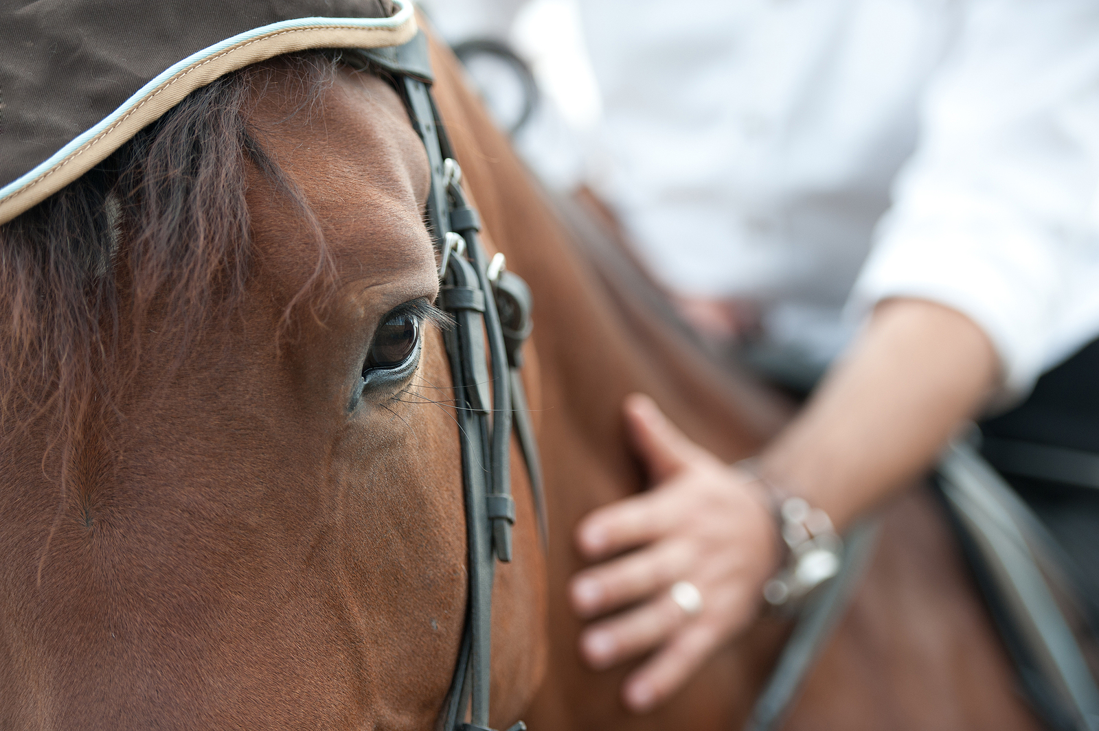 A close up of a person petting their horse while on their back. This could represent the bonds cultivated when working with an equine sports therapist in Richmond, VA. Learn more about equine sports therapist in Virginia by contacting an equine therapist in Virginia today.