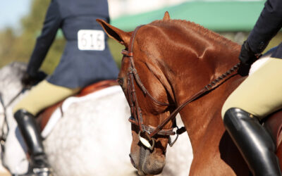 Peak Performance & Horse Shows