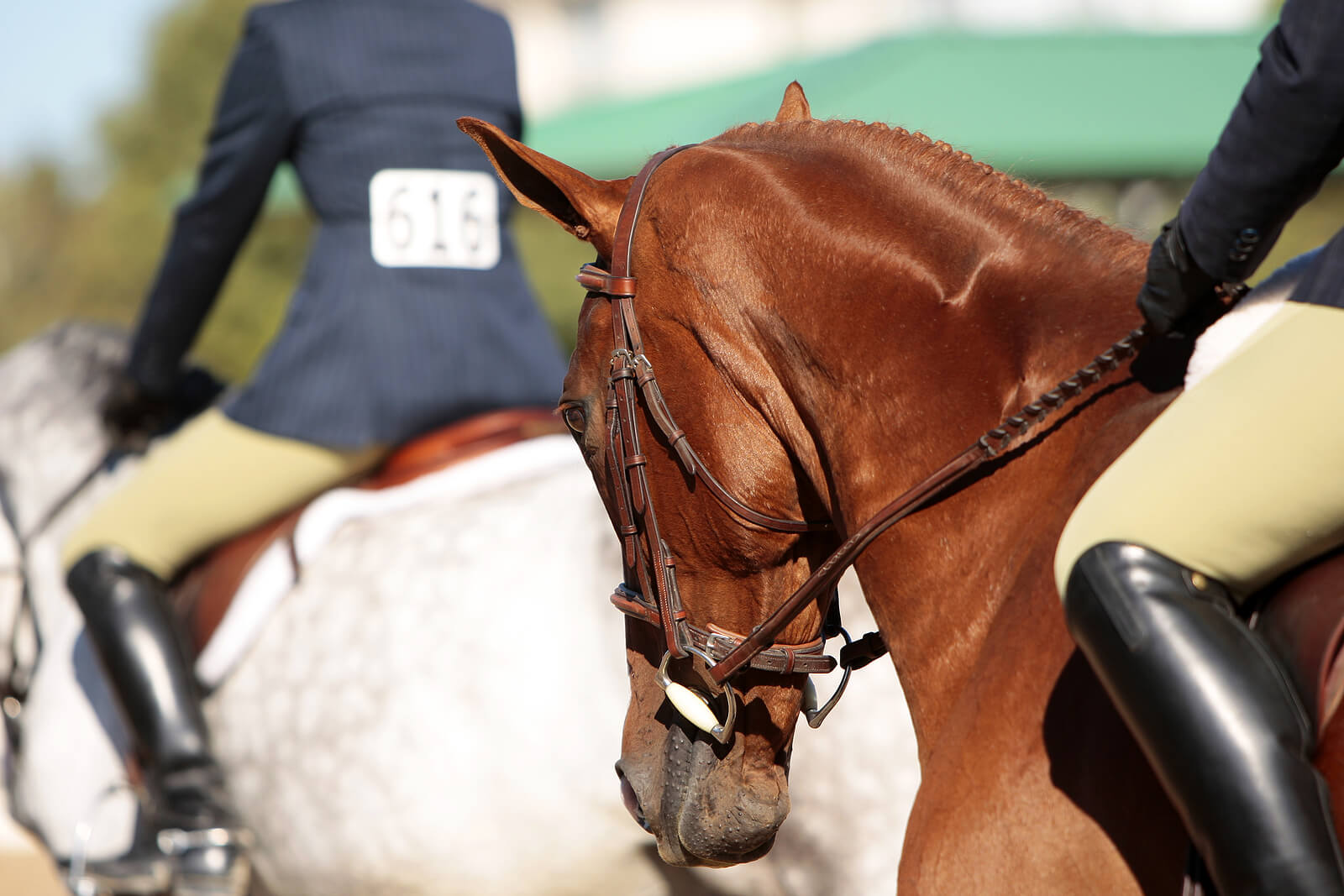 A close up of horse riders on a sunny day. Learn how an equine sports therapist in Richmond, VA can offer support with addressing peak performance issues. An equine therapist in Virginia can offer support via horse therapy in VA and other services.