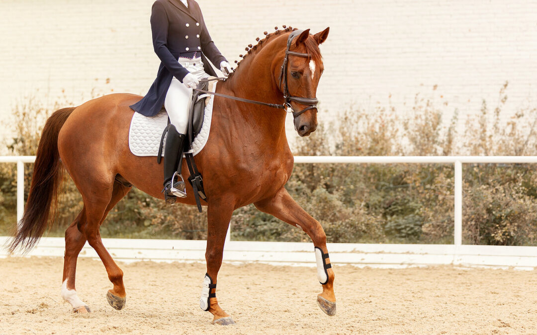 Mental Preparation for Equestrians: Getting Ready for Show Season After Winter Break