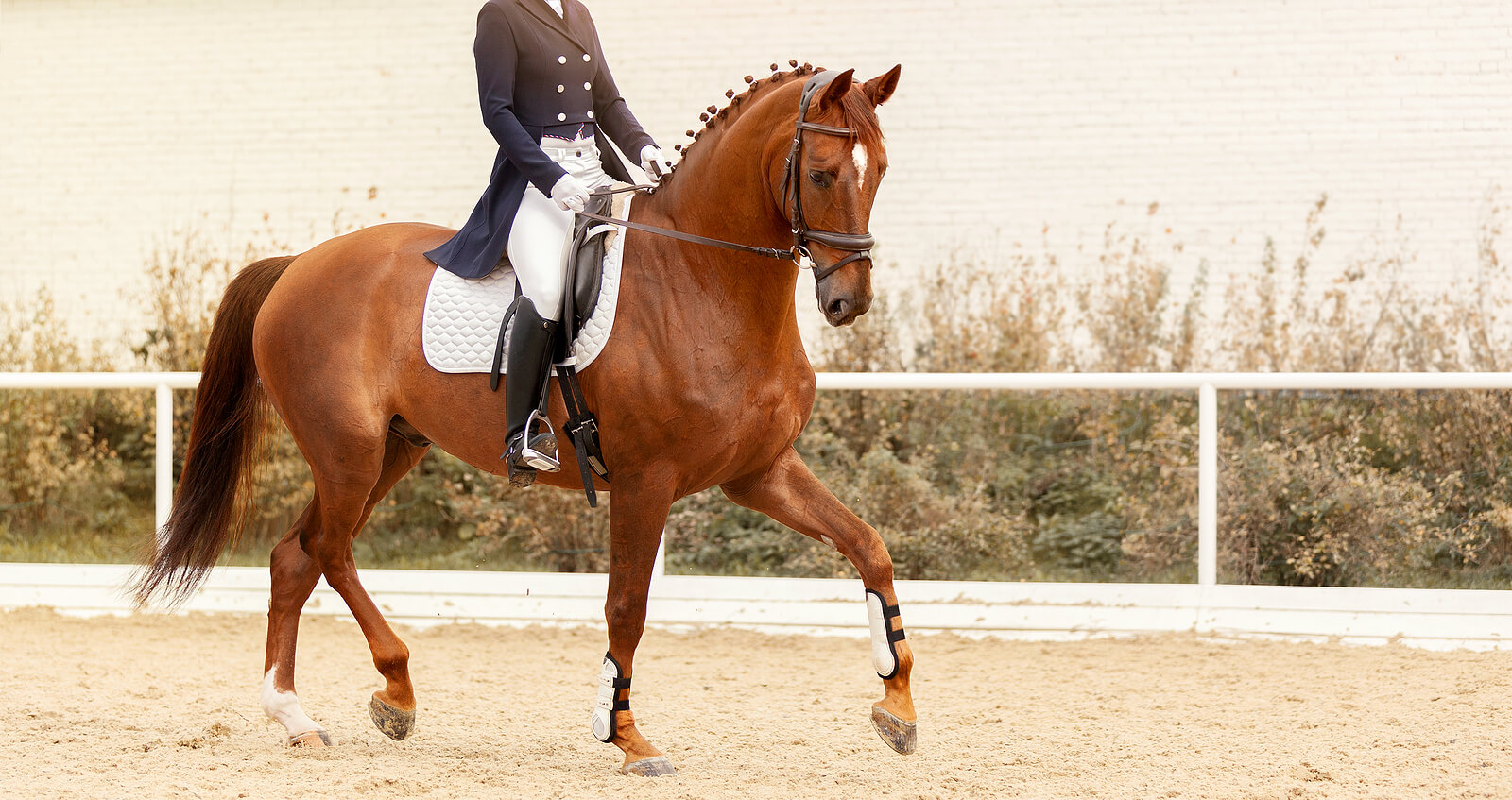 A well-groomed chestnut horse with neatly braided mane performs an elegant dressage movement with a rider mounted. Learn how an equestrian therapist New Kent VA can offer support with the show season. Contact an equestrian therapist in Virginia or search for equine sports therapy in Virginia.