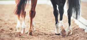 A close-up of two horses' legs walking side by side on a sandy riding arena. This could represent getting prepared for horse show season. Contact an equestrian therapist New Kent VA to learn more about how equine assisted therapy in Richmond, VA can offer support for riders today. 