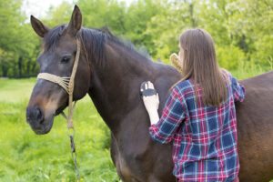 Person gently grooming a horse in a green pasture, highlighting how slow, intentional touch can support emotional regulation through equine therapy in virginia. This is the kind of grounding, nonverbal connection many people seek with an equine therapist in virginia. It also aligns well with local options like equine therapy in powhatan, va where grooming and presence-based work are often part of the experience. 