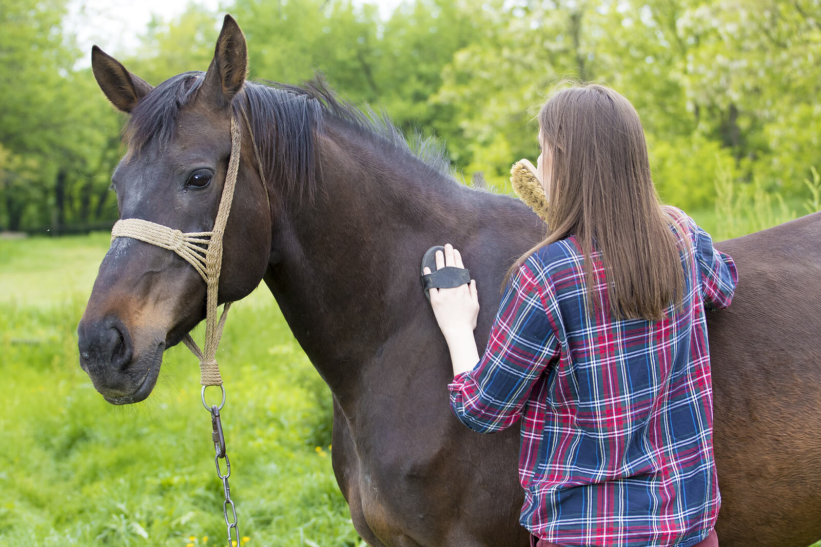 A woman grooms a dark horse with a brush. Did you know that caring for horses can be deeply therapeutic for your mental and emotional well-being? Equine-assisted therapy in Powhatan, VA, can show you exactly why that is.