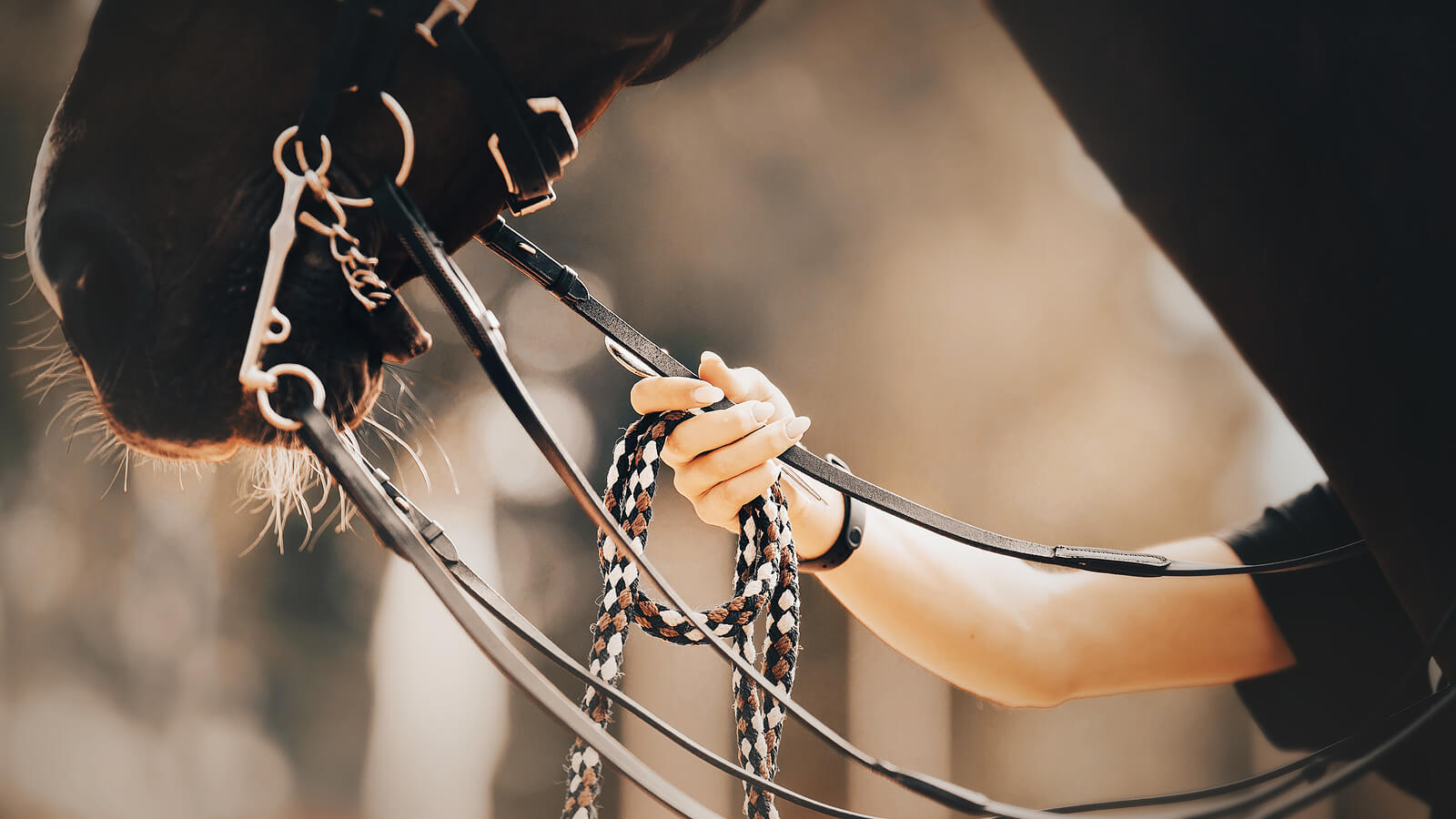 A hand gently holds the reins close to a horse's mouth. What is it about horses that makes them such powerful partners in the healing process? An equine therapist in Powhatan, VA, can help you discover that connection firsthand.