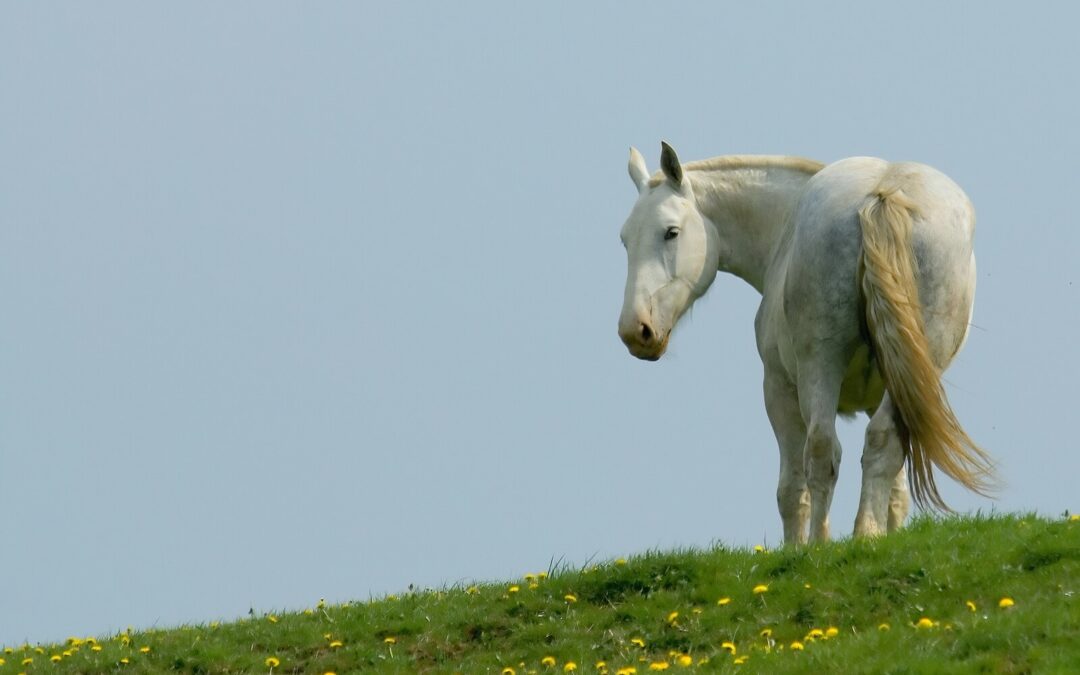 Why Time With a Horse Can Be Powerful for Mental Health (And How to Make the Most of It)