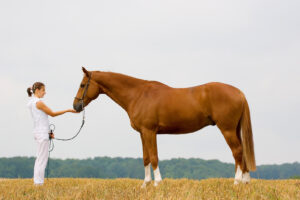 Person standing face-to-face with a horse in an open field, building trust and presence. Equine assisted therapy in richmond, va—including support from an equestrian therapist new kent va—can pair well with an anxiety therapist in richmond, va for deeper regulation skills. 