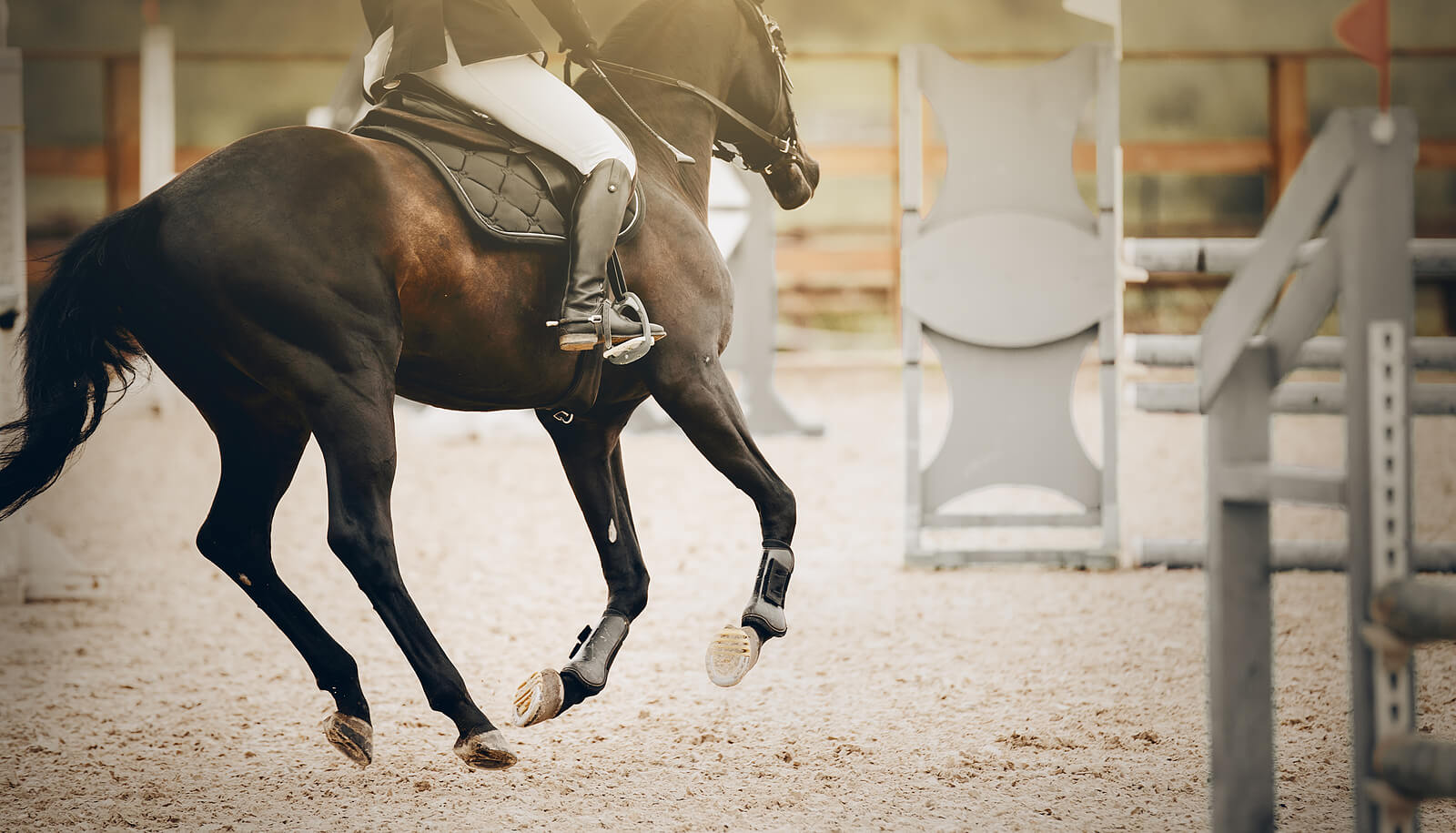 A rider guides a dark horse through an arena near a jump, capturing the focused energy of an equestrian lesson in motion. This kind of partnership between horse and rider is at the heart of what an equine therapist in Virginia explores — how what we bring into the ring reflects what we carry in our everyday lives. Equine assisted therapy in Richmond, VA uses these moments of connection and challenge to open doors to genuine self-awareness and growth.