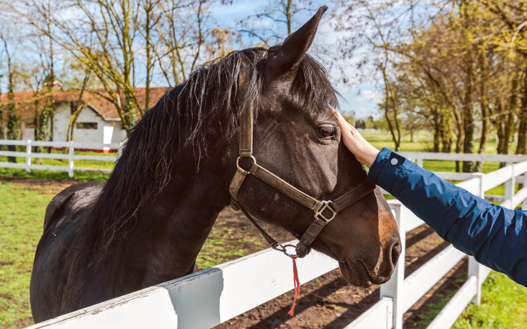 From the Barn to the Therapy Room: How Horses Found Me First