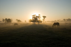 Two horses graze in a foggy pasture at sunrise, creating a peaceful setting often associated with healing and reflection. This landscape fits the calm environment of equine therapy in Powhatan, VA, equine therapy New Kent VA, and broader equine therapy in Virginia. 