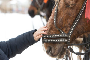 A close up of a hand petting a horse. Contact an equine therapist in Virgina to learn more about how equine assisted therapy in richmond, va can help address many mental health concerns. Contact an equine therapist in Virginia to learn more. 