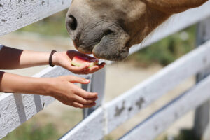A person gently feeds a horse through a white fence, illustrating the trust-building and embodied connection that makes equine-assisted work such a powerful complement to EMDR intensives near me. Horses respond to nervous system states rather than narratives — making them uniquely honest co-therapists in any intensive therapy in Powhatan, VA setting. That kind of unfiltered, present-moment feedback gets straight to what talk alone often can't reach.