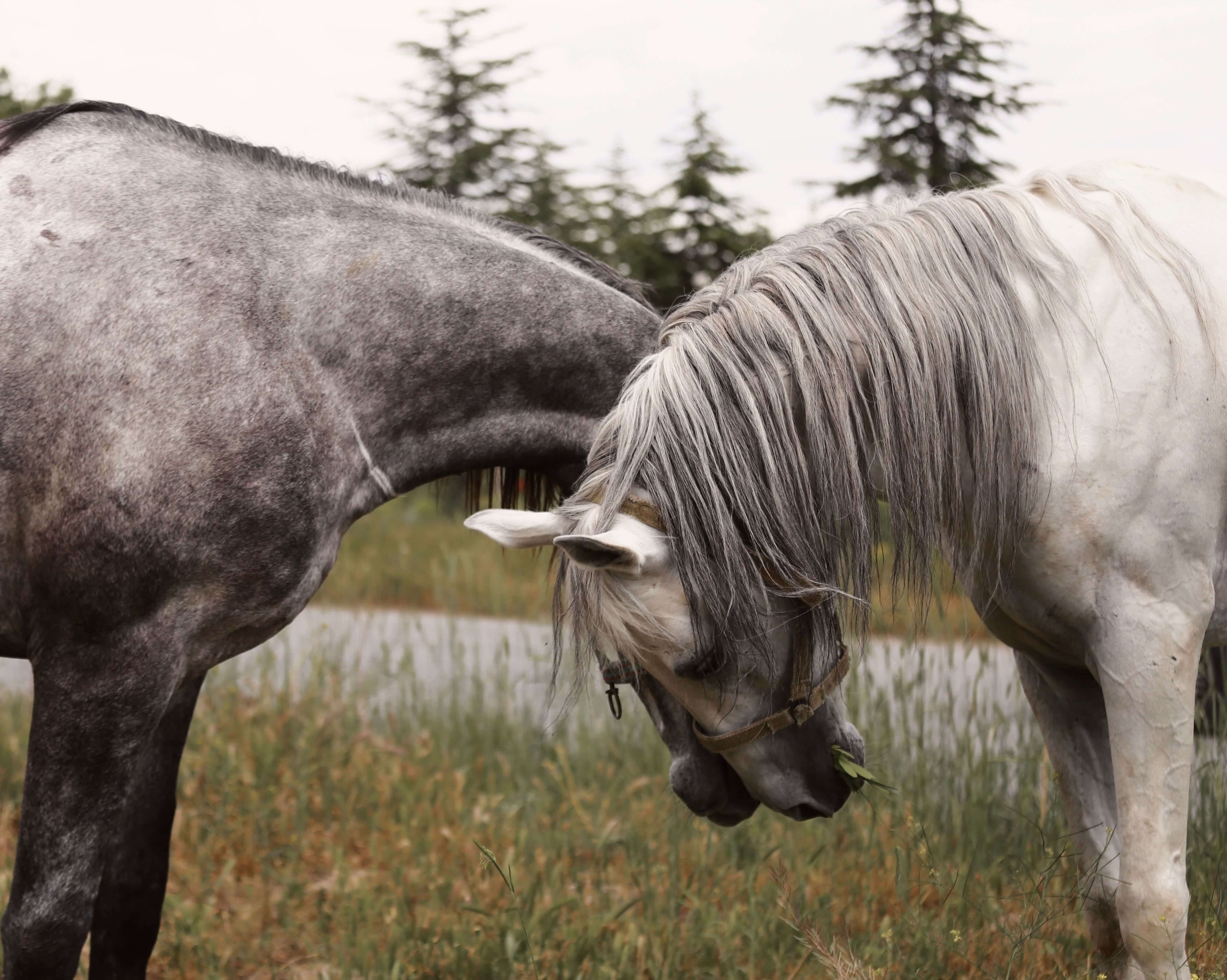 Two gray horses stand close together in a grassy pasture, one grazing while the other rests its head nearby. The calm, companionable scene reflects the grounded spirit behind EMDR intensives in Richmond VA. For those exploring EMDR in Richmond, VA, these EMDR intensives in Virginia offer focused trauma work at a steadier pace. 